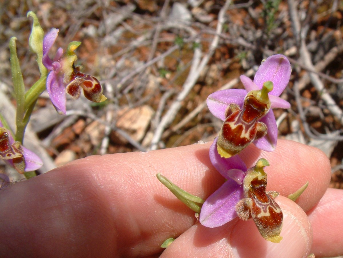 Ultime orchidee per quest''anno - Dalla Grecia con passione